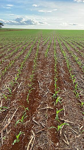 Field with planted rows