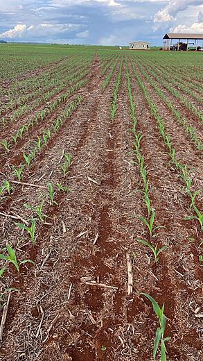 Field with corn rows and building in background