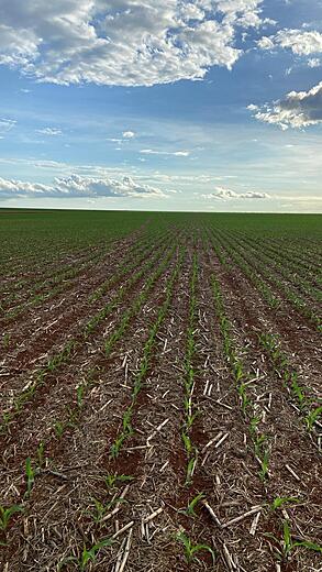 Wide field view with planted rows