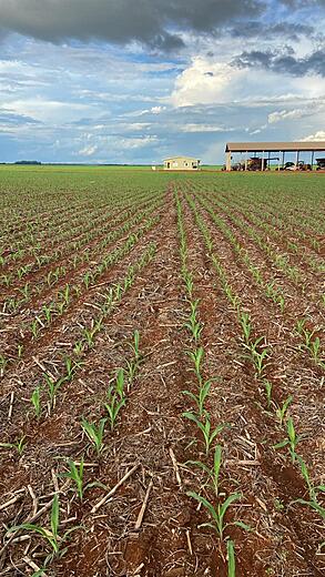 Field showing successful planting results