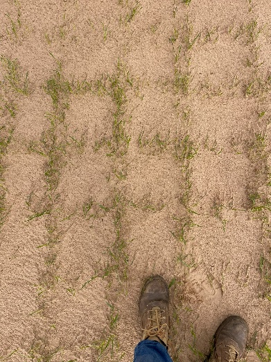 Cross-sowing on non-wetting sands at Kooma View