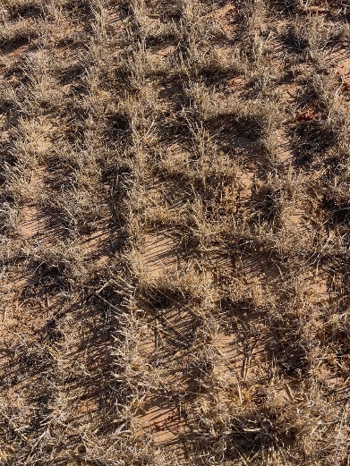 Cross-sowing on non-wetting sands at Kooma View