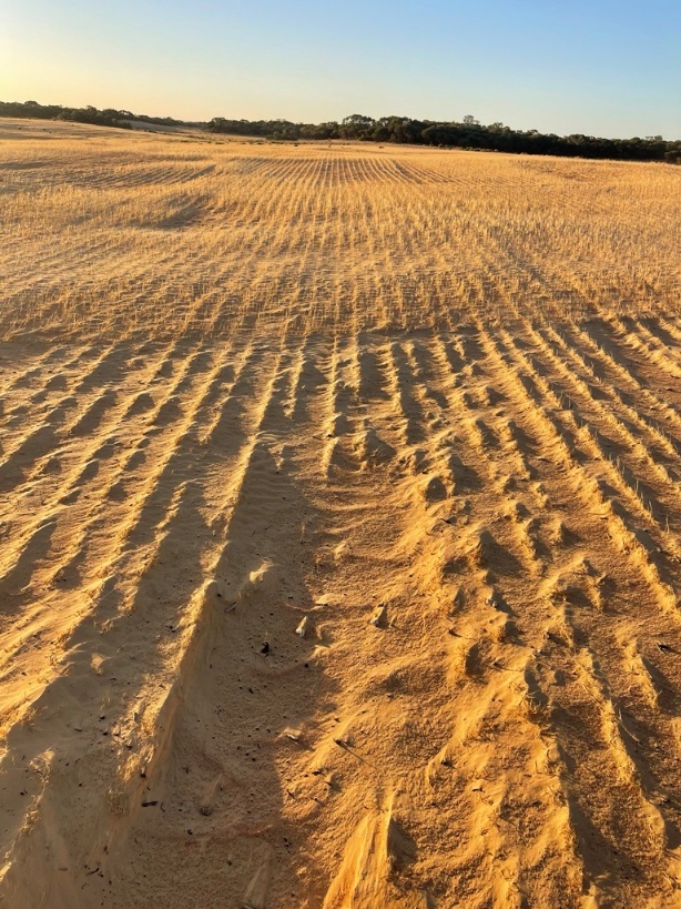 Cross-hatching pattern in Kooma View Paddock 7 showing soil removal and redeposition