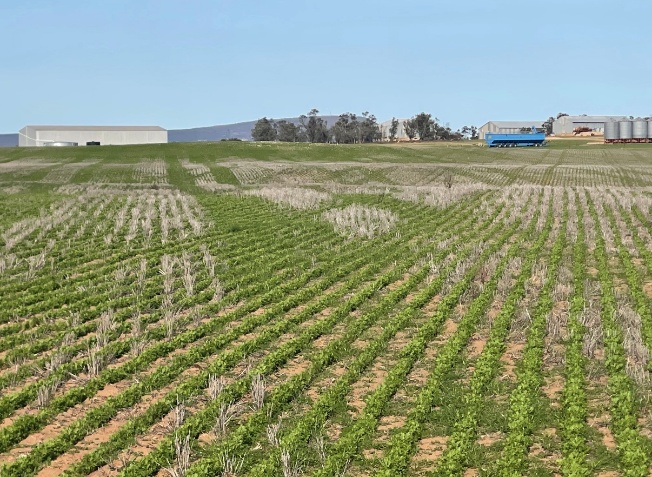 Diamond-hatch sowing pattern at Kooma View Farm on the Eyre Peninsula